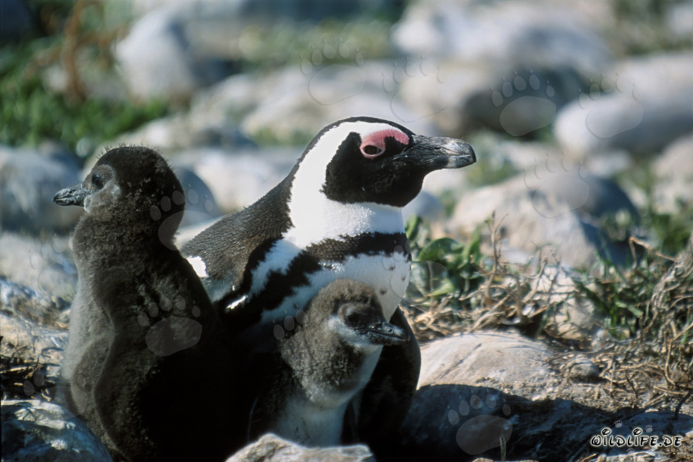 Brillenpinguin mit zwei Kueken auf Dyer Island, Suedafrika