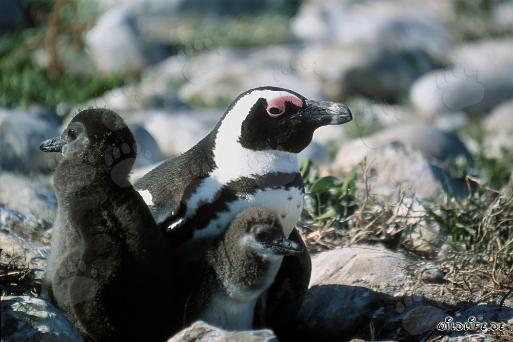 Pingouin à lunettes avec deux poussins sur l'île de Dyer, Afrique du Sud