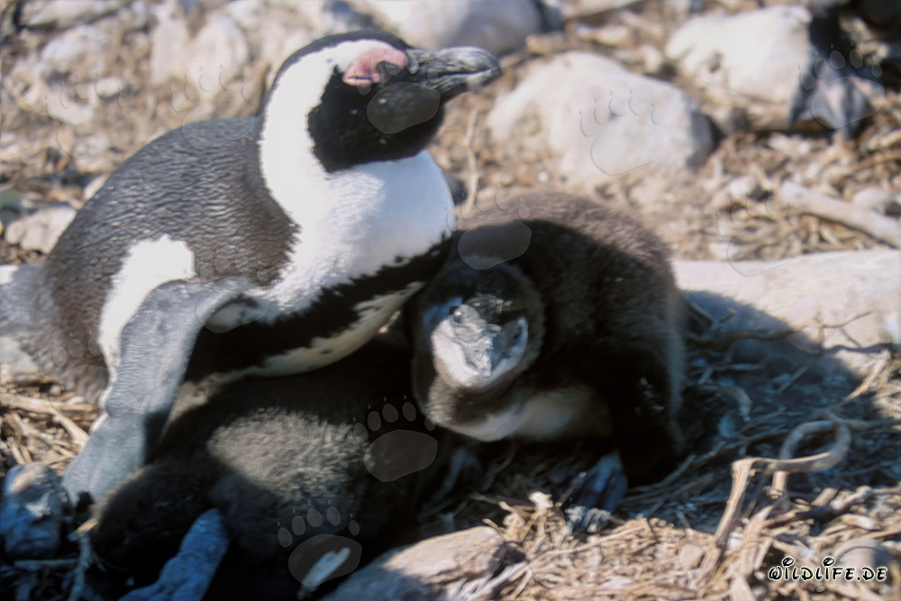 Brillenpinguin mit jungem Brillenpinguin