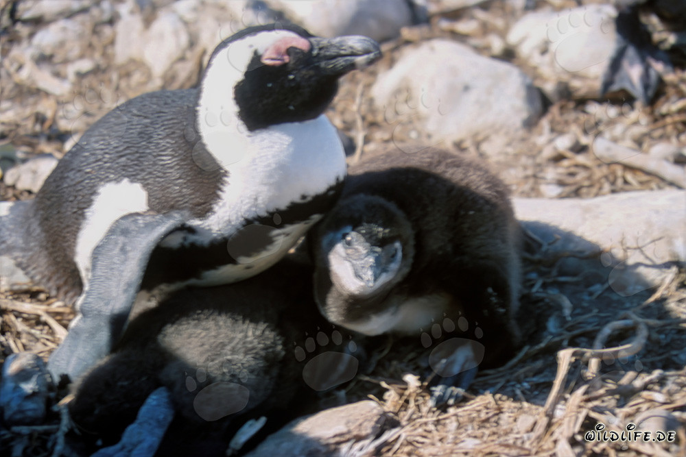 Pingouin à lunettes avec un jeune pingouin à lunettes