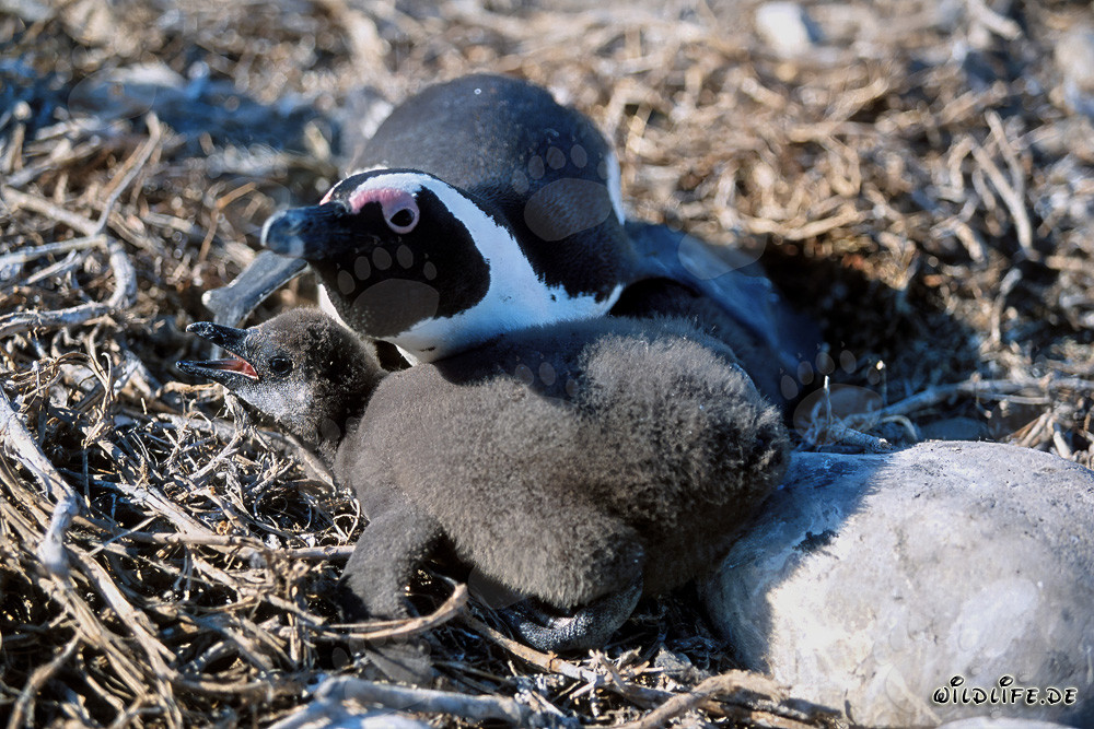 Young African Penguin and adult Penguin on Dyer Island, South Africa