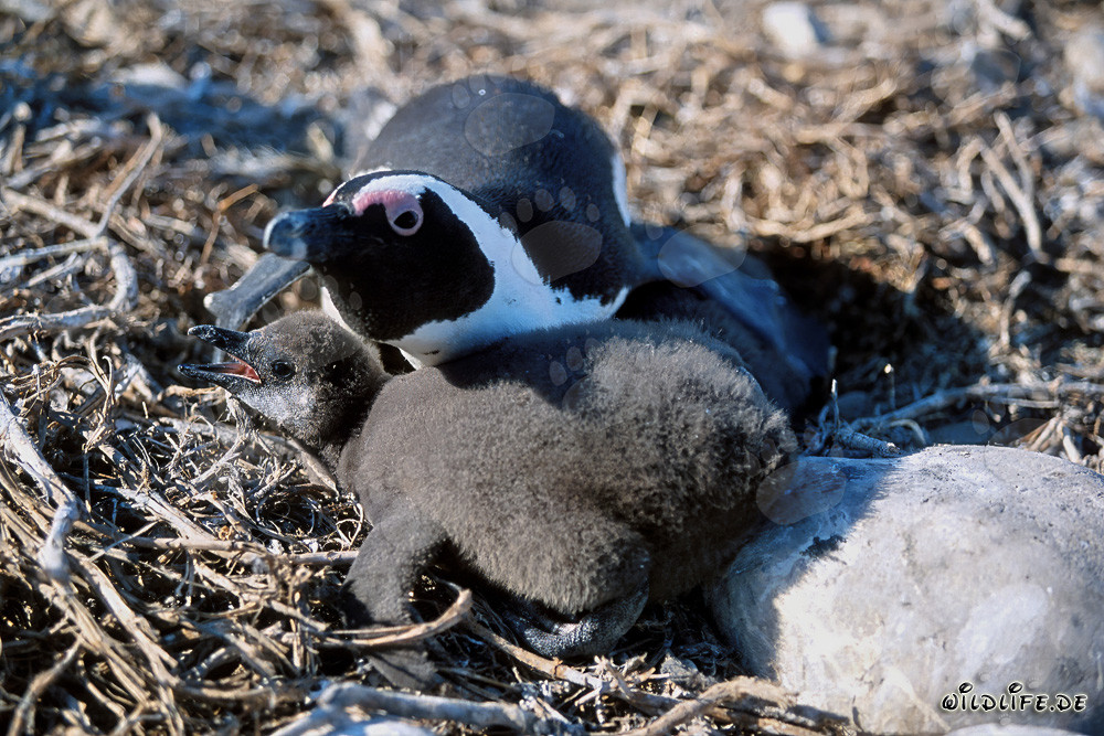 Junger Brillenpinguin und erwachsener Pinguin auf Dyer Island, Suedafrika