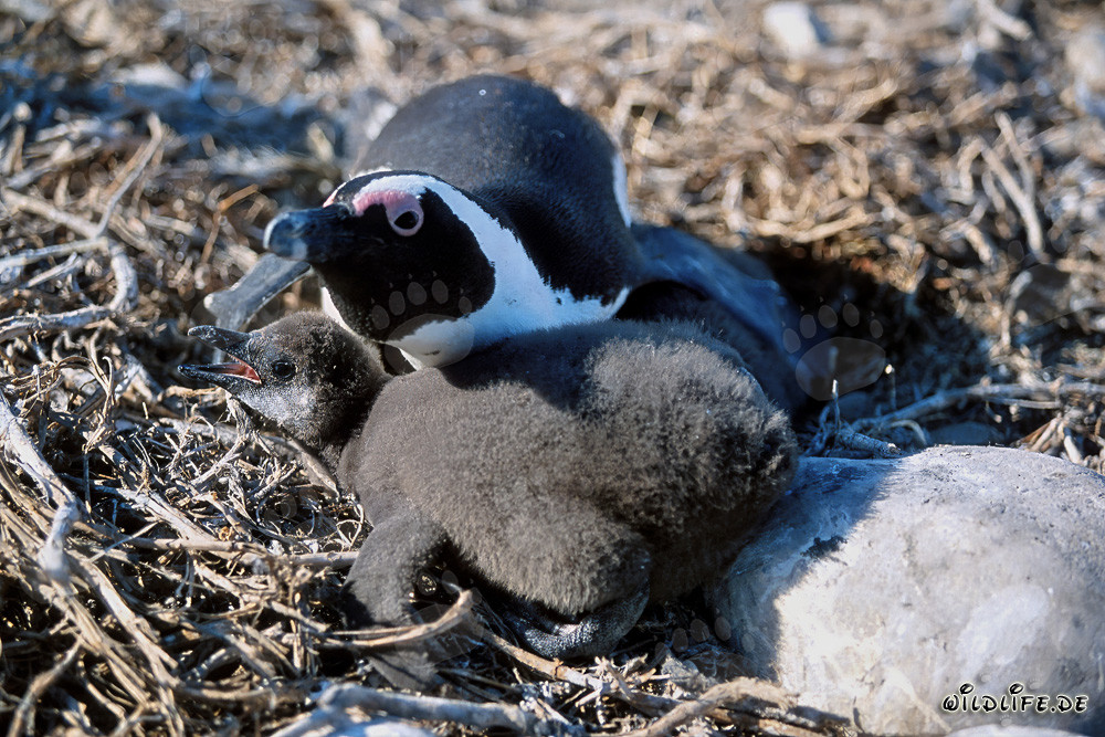 Giovane pinguino con occhiali e pinguino adulto sull'Isola Dyer, Sudafrica