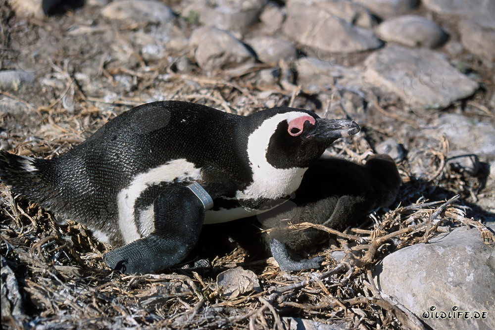 Brillenpinguin mit Jungtier auf Dyer Island, Südafrika