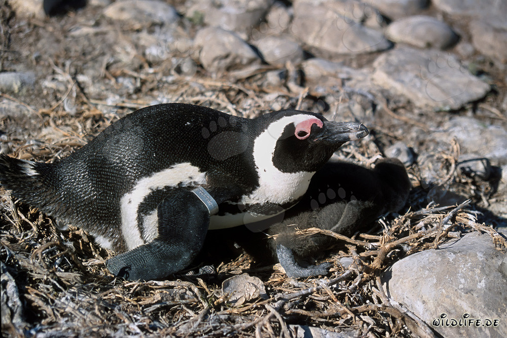 Pinguino dal becco arancio con cucciolo sull'Isola di Dyer, Sudafrica