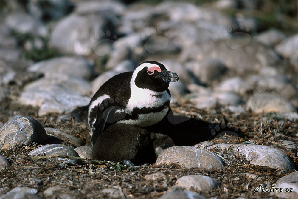 Brillenpinguin mit Jungvogel auf Dyer Island in Südafrika