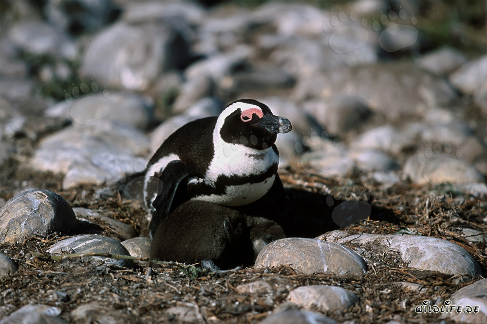 Pingüino de El Cabo con cría en la Isla Dyer en Sudáfrica