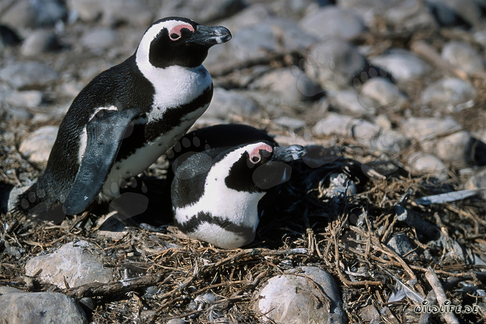 Besuch auf Dyer Island: Brillenpinguine (Spheniscus demersus)