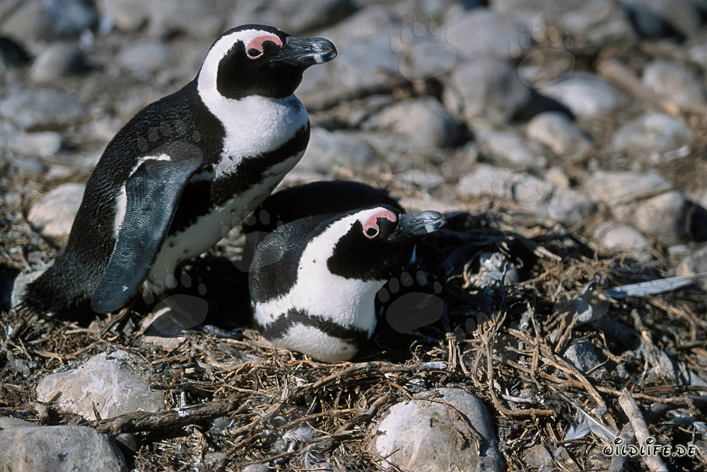 Visite sur l'île de Dyer : Manchots du Cap (Spheniscus demersus)