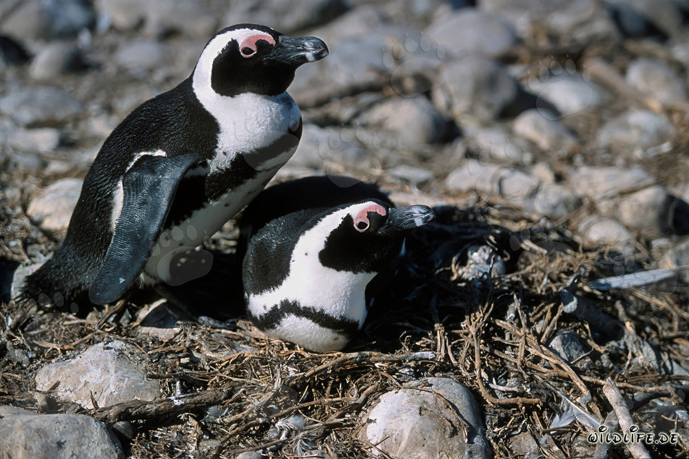 Visita a Isola Dyer: Pinguini del Capo (Spheniscus demersus)