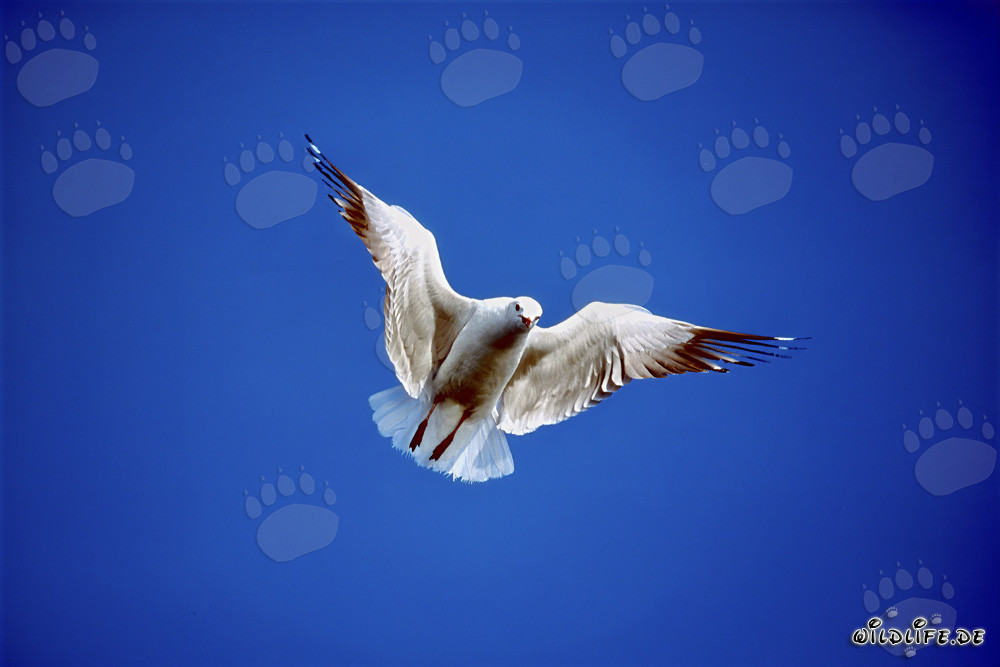 Gaviota de Hartlaub elegante en vuelo sobre la Isla Dyer, Sudáfrica