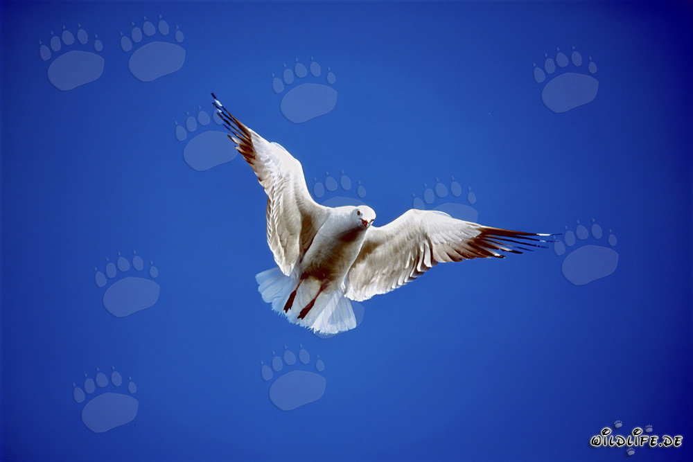 Graceful Hartlaub´s gull soaring over Dyer Island, South Africa