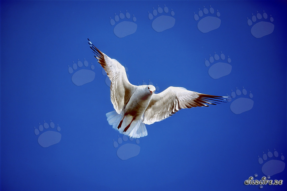 Mouette de Hartlaub gracieuse en vol au-dessus de l'île de Dyer, Afrique du Sud