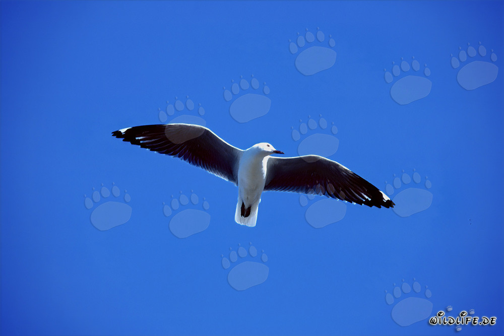 La elegante gaviota de Hartlaub planea sobre el mar brillante