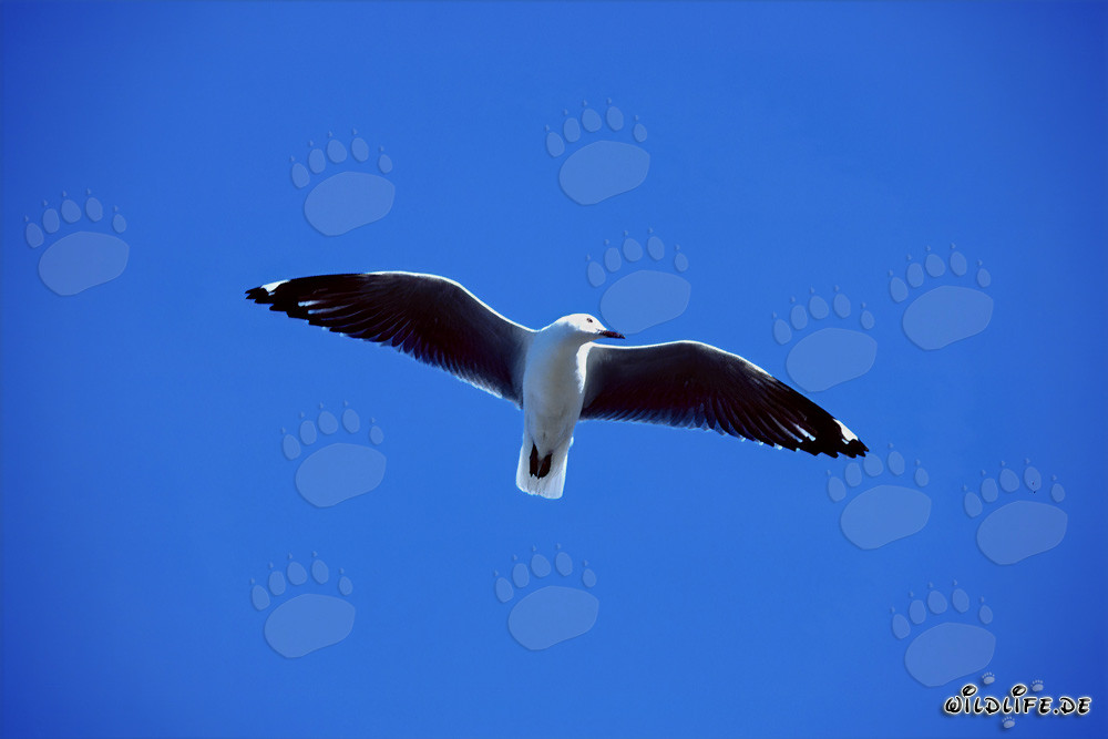 Graceful Hartlaub's gull gliding elegantly across the sparkling sea