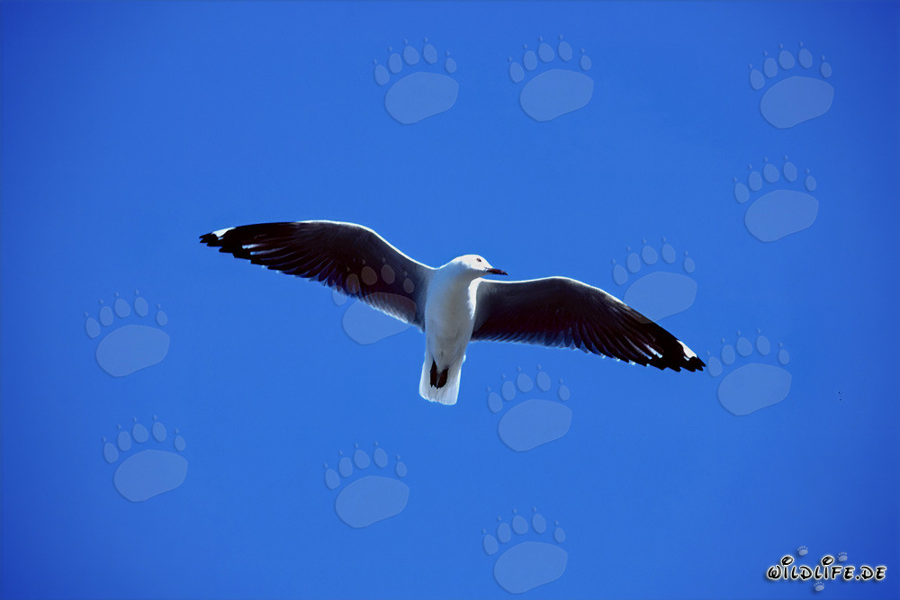 La mouette de Hartlaub gracieusement plane au-dessus de la mer scintillante