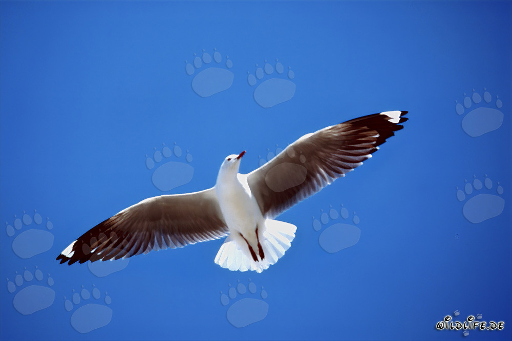 Élégantes images aériennes de la mouette de Hartlaub en Afrique du Sud
