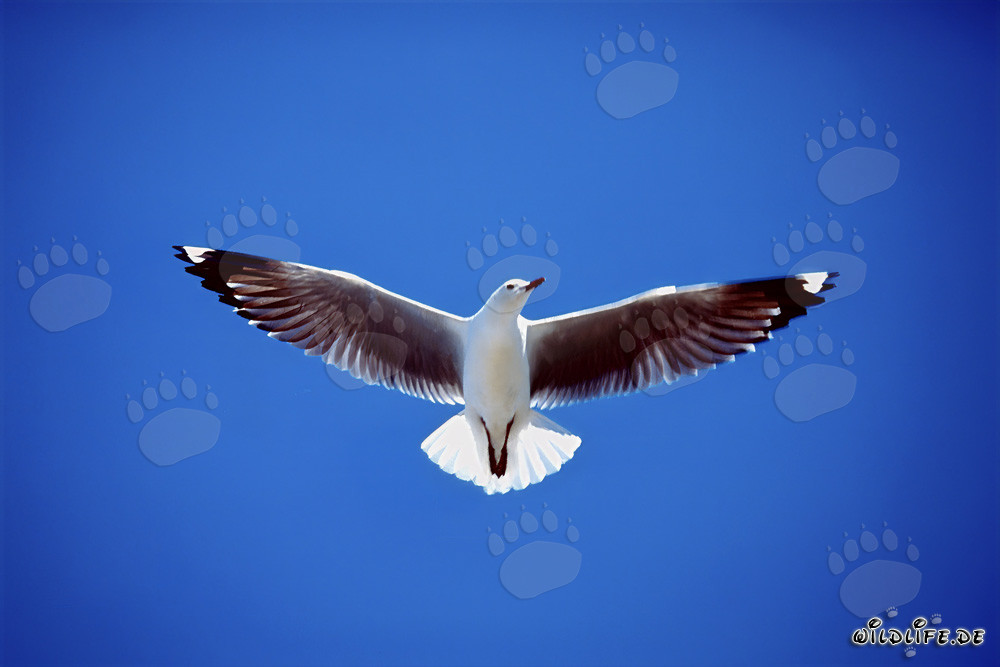 Elegante gabbiano di Hartlaub in volo sopra l'isola di Dyer