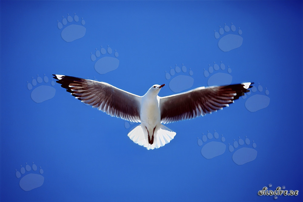 Elegante gaviota de Hartlaub volando sobre la isla de Dyer