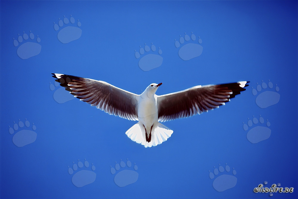 Graceful Hartlaub's Gull Flying over Dyer Island