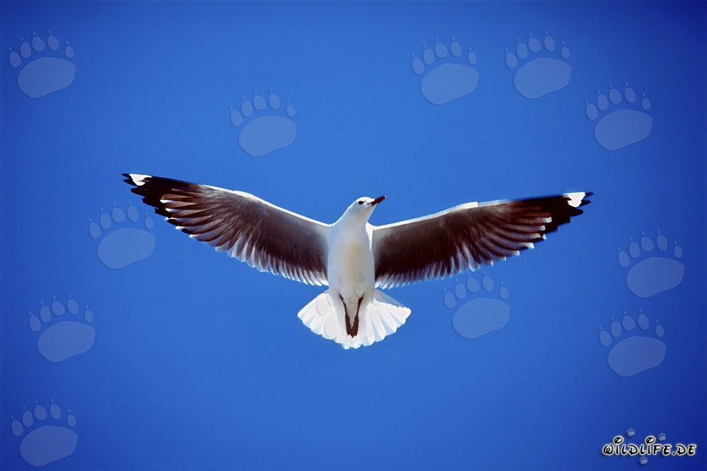 Mouette de Hartlaub gracieuse volant au-dessus de l'île de Dyer