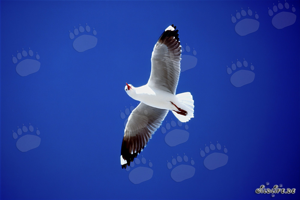 Gaviota de Hartlaub grácil en el cielo azul sobre la Isla de Dyer