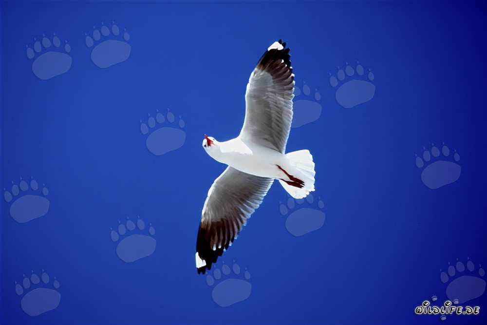 Graceful Hartlaub's Gull in the Azure Sky above Dyer Island