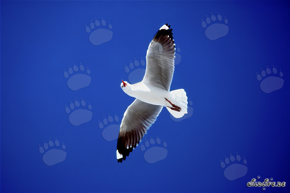 Mouette de Hartlaub gracieuse dans le ciel azur au-dessus de l'île de Dyer