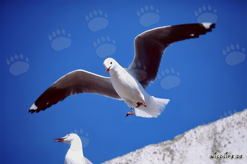 Gaviota de Hartlaub en elegante aproximación al aterrizar sobre la Isla Dyer, Sudáfrica
