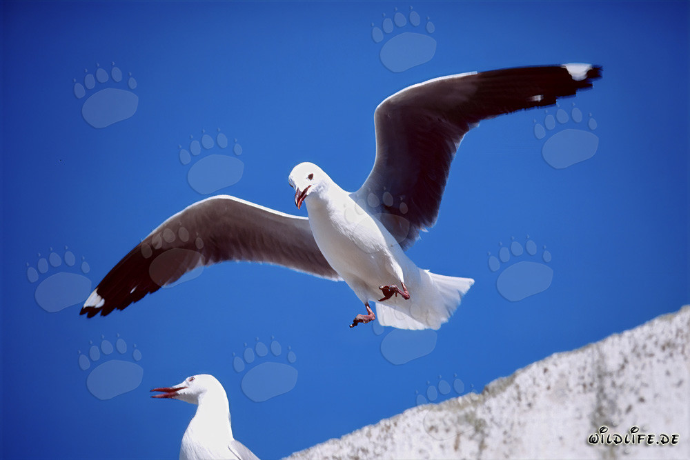 Hartlaubmöwe im eleganten Landeanflug über Dyer Island, Südafrika