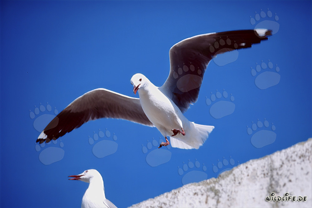 Mouette de Hartlaub en élégante approche d'atterrissage au-dessus de l'île de Dyer, Afrique du Sud