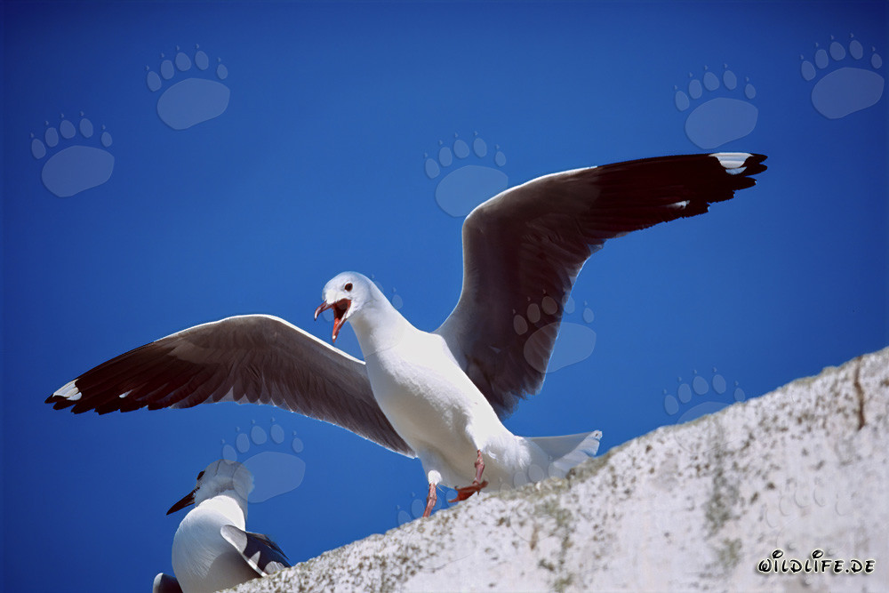 Gaviota de Hartlaub en la isla Dyer