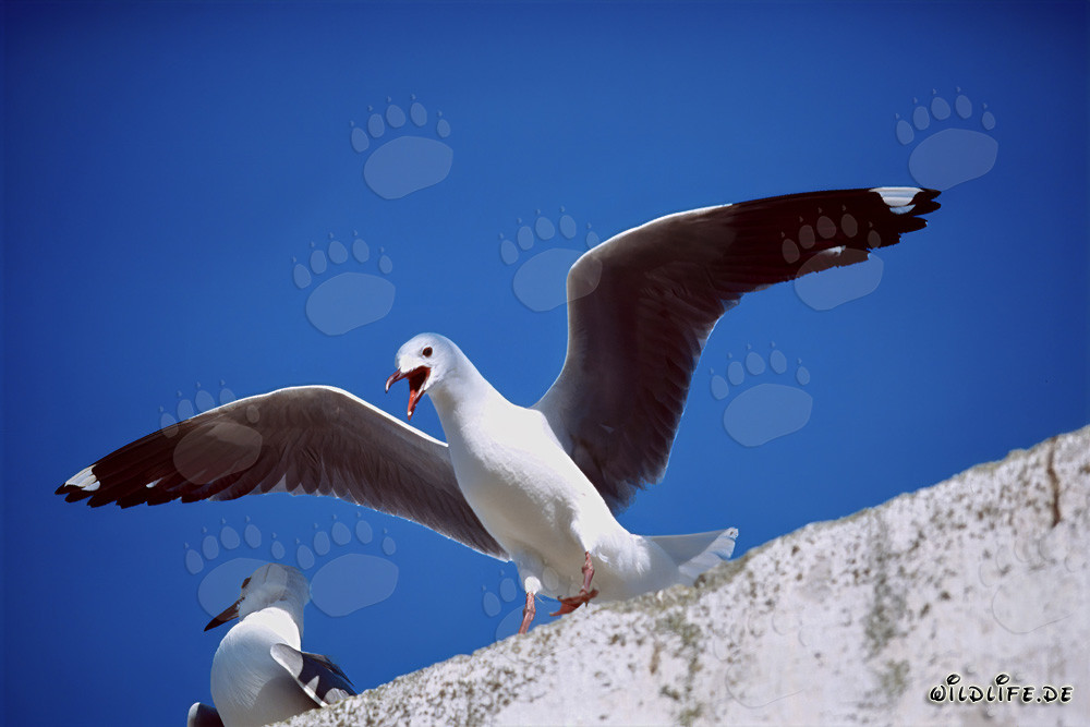 Mouette de Hartlaub sur l'île de Dyer