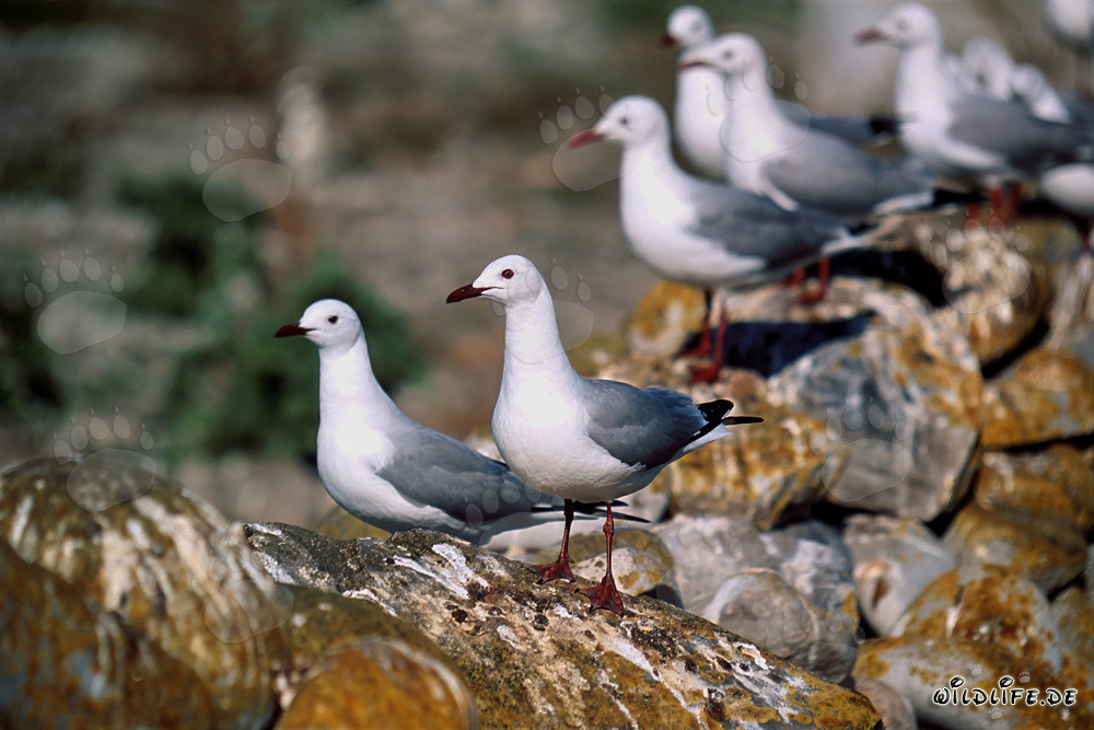 Gaviotas de Hartlaub en la isla Dyer