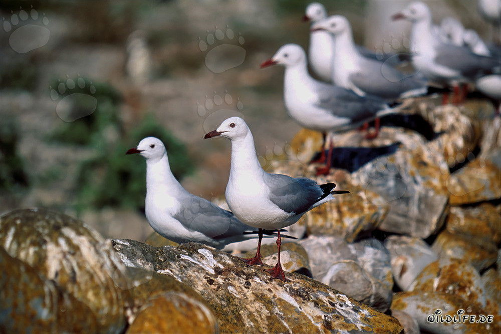 Hartlaub´s Gulls on Dyer Island