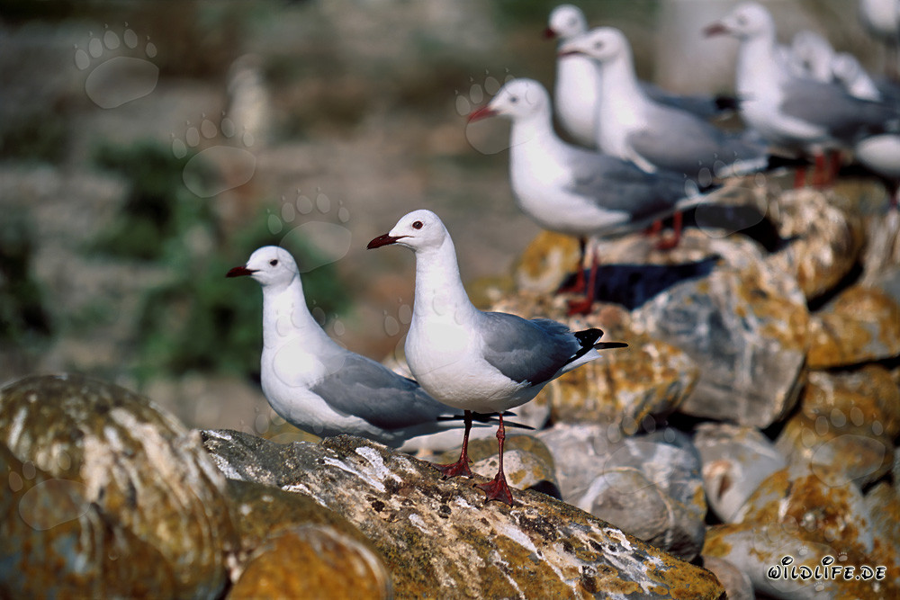 Mouettes d'Afrique du Sud sur l'île Dyer