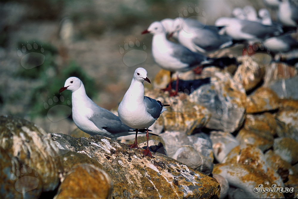 Fascinantes gaviotas de Hartlaub en la Isla Dyer en Sudáfrica