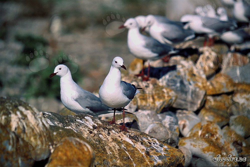 Fascinating Hartlaub's Gulls on Dyer Island in South Africa