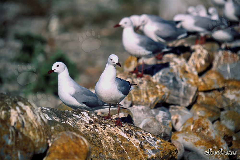 Mouettes de Hartlaub fascinantes sur l'île Dyer en Afrique du Sud