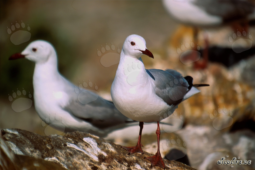 Fascinating Hartlaub´s Gulls on Dyer Island, South Africa