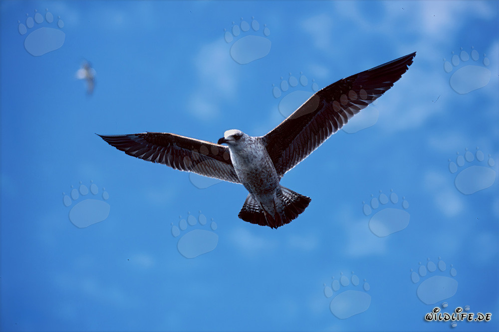 Elegant flying young Kelp gull (Larus dominicanus)