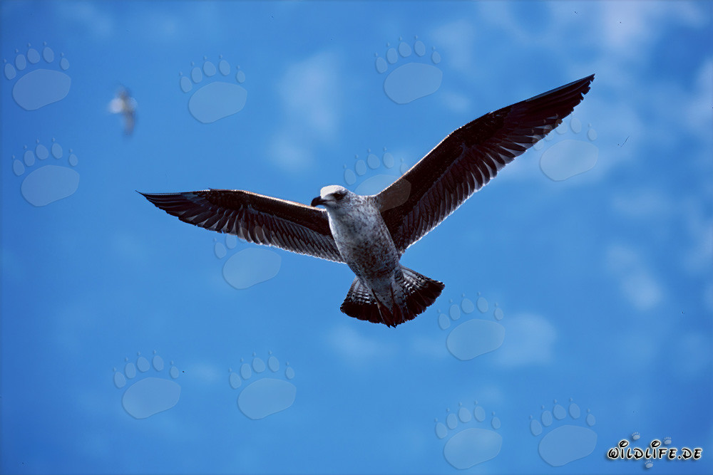 Junge Dominikanermöwe gleitet elegant über das glitzernde Meer