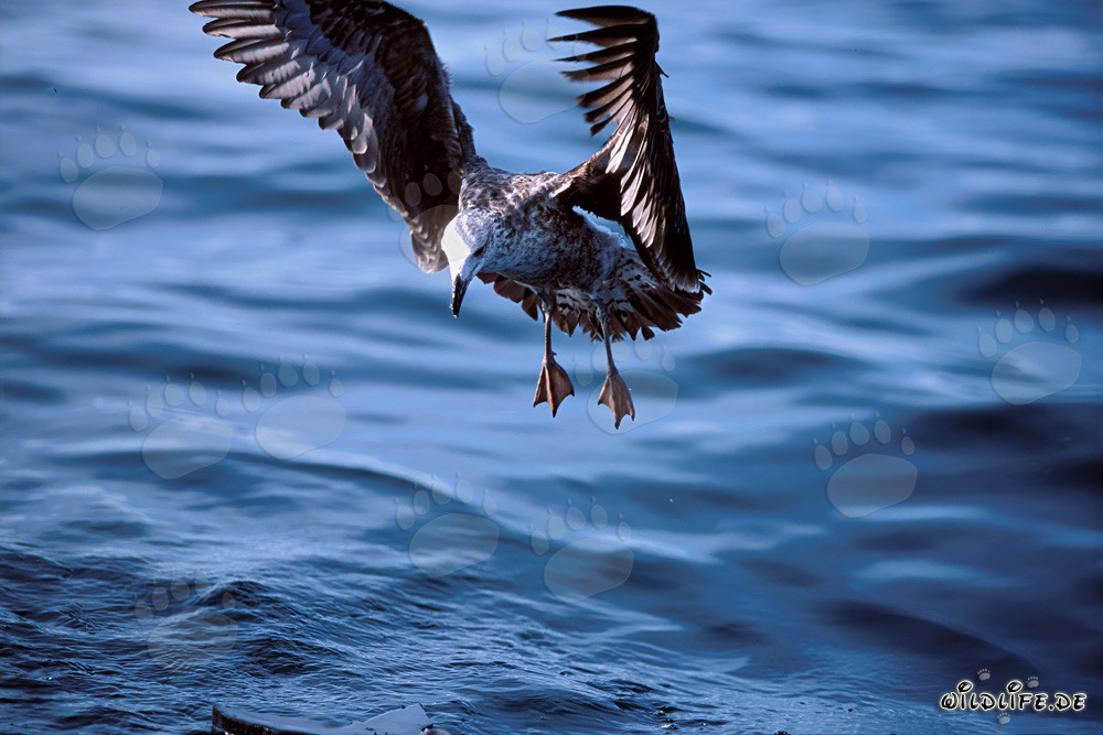Approaching young Kelp gull on Dyer Island, South Africa