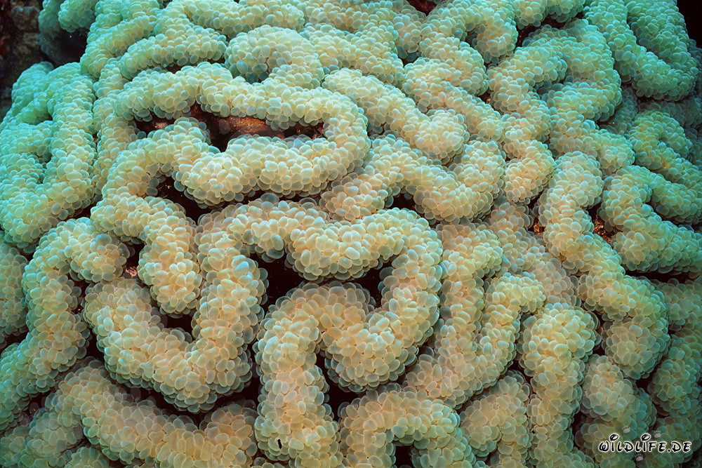 Corail mou fascinant dans la mer Rouge