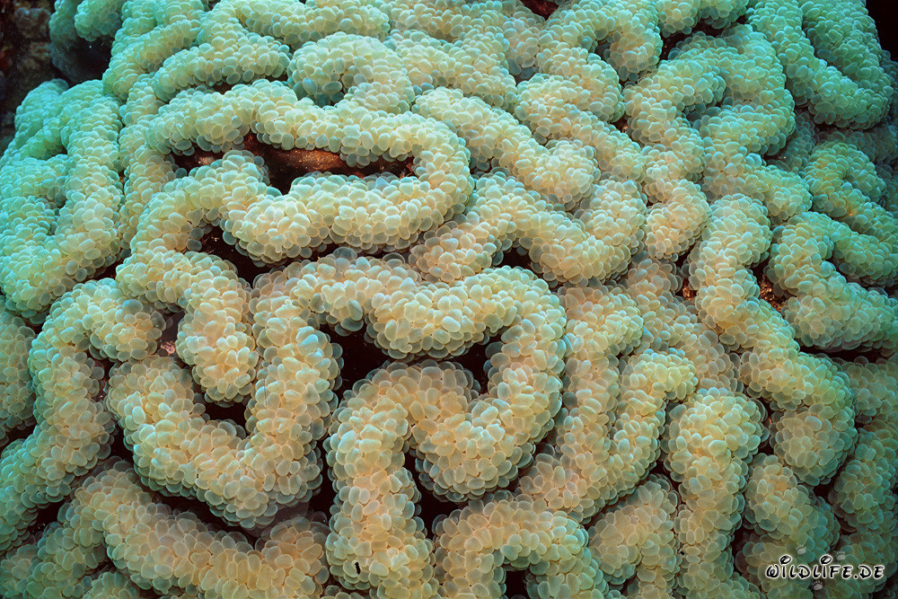 Fascinante coral blando en el Mar Rojo