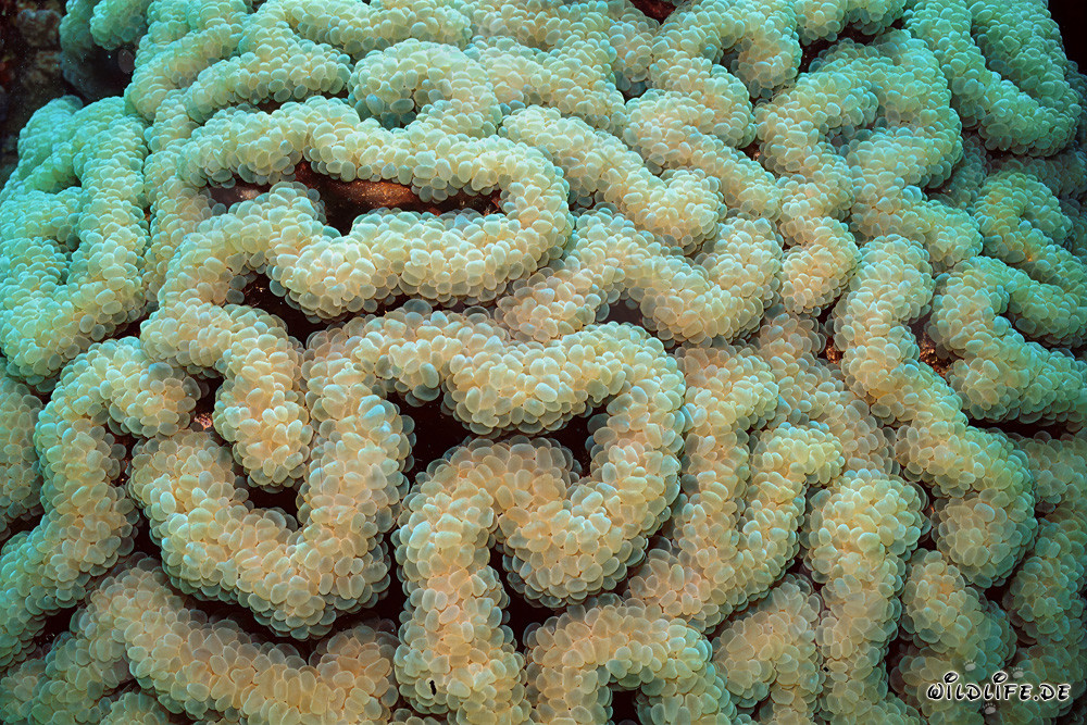 Affascinante corallo molle nel Mar Rosso