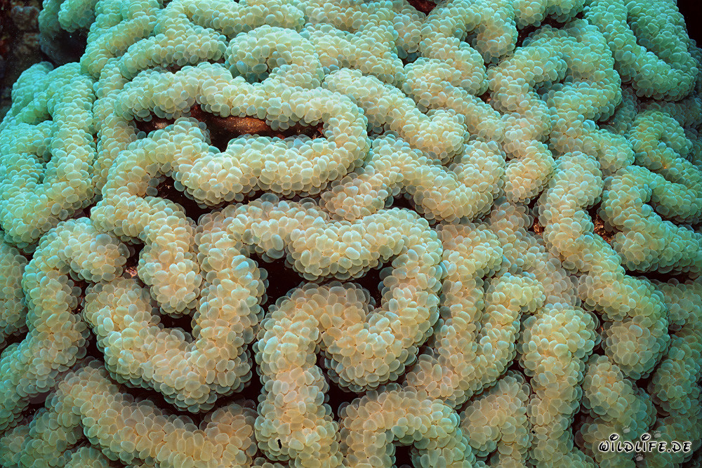 Fascinating Soft Coral in the Red Sea