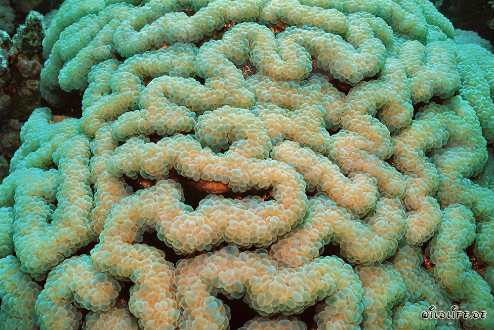 Affascinante corallo molle nel cristallino Mar Rosso