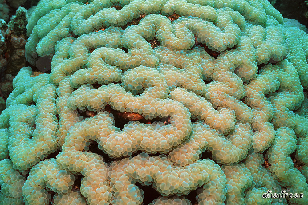 Fascinating Soft Coral in the Clear Waters of the Red Sea