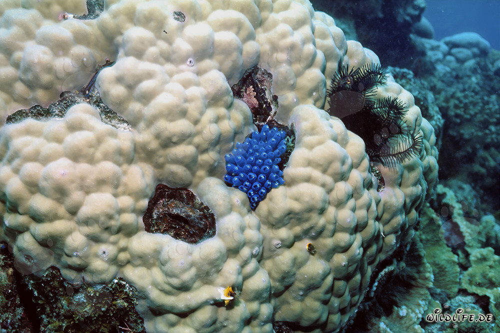 Blauer Schwamm auf Koralle in den Gewässern von Namenalala, Fiji